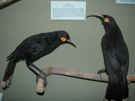 Huia | Extinct bird speceis in NZ. The one with curved-beak … | Flickr