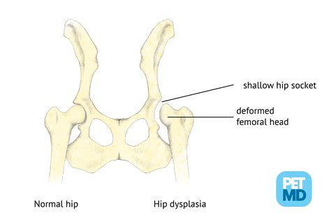 Hip Dysplasia in Dogs | Causes, Treatment & More