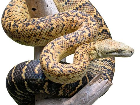 Jamaican Boa Facts and Pictures | Reptile Fact