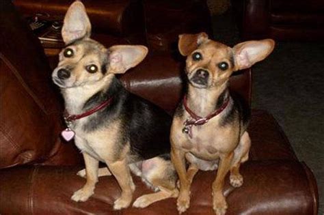 Chipin Dog (Miniature Pinscher-Chihuahua Mix) Info, Pictures, Puppies ...