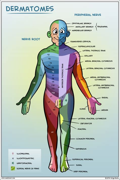 dermatomes | Physical therapist assistant, Medical, Physical therapy ...