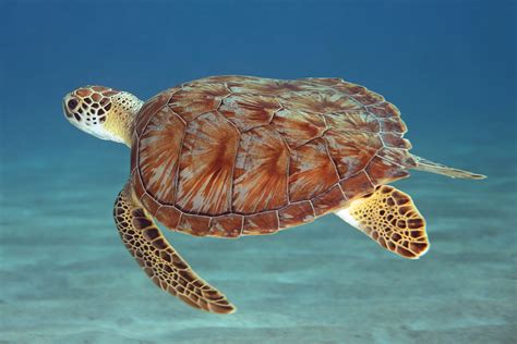 Shell Games | Cute and carefree, this green turtle let me sw… | Flickr