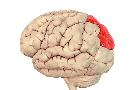 Brain Highlighting Superior Parietal Lobule Photograph by Kateryna Kon ...