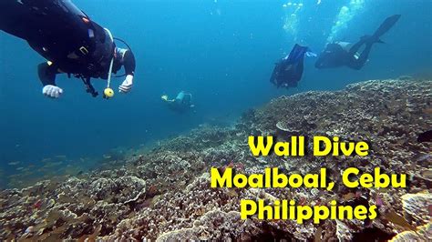 Diving Moalboal Cebu Philippines | Fasci Garden