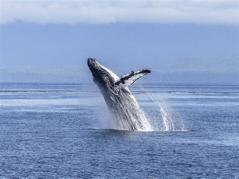 Whale Humpback Canada - Free photo on Pixabay - Pixabay