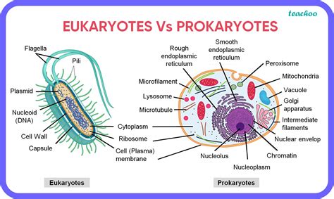 Eukaryotic And Prokaryotic Cells