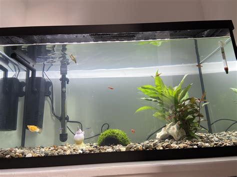 Cichlid tank mates! : r/Aquariums