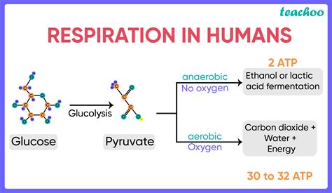 Anaerobic Respiration Equation In Humans