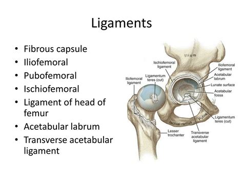 PPT - Hip Joint PowerPoint Presentation, free download - ID:625741