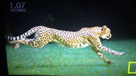 Cheetah running in slow motion - YouTube