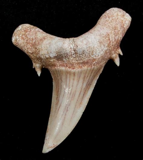 Striatolamia (Extinct Sand Tiger) Shark Tooth - Eocene (#3428) For Sale ...