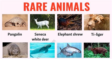 Rare Animals: The 30 Rarest Animals in the World! - ESL Forums