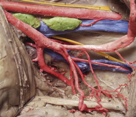 Internal iliac artery Diagram | Quizlet