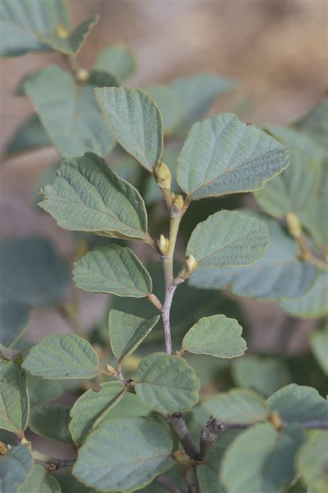 Blue Shadow Fothergilla - Plant Library - Pahl's Market - Apple Valley, MN