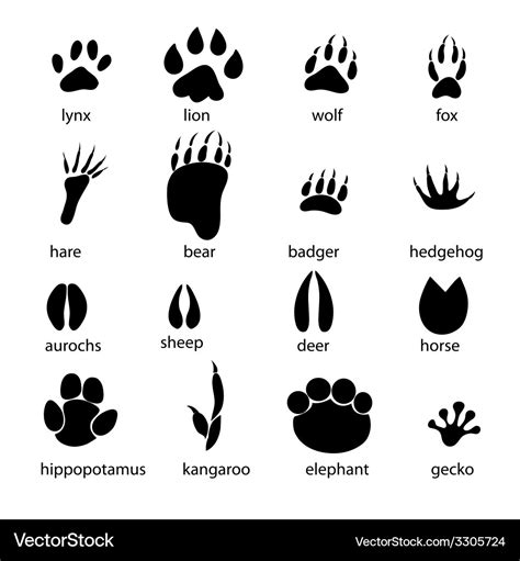 Set of different animal tracks Royalty Free Vector Image