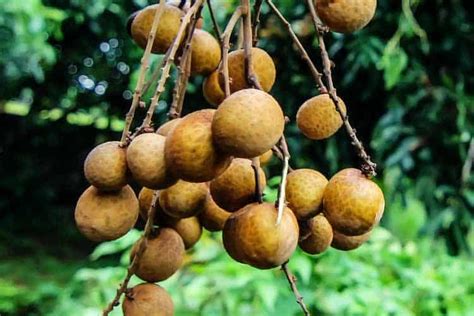 5 Longan Fruit Health Benefits and 2 Big Drawbacks – Superfoodly