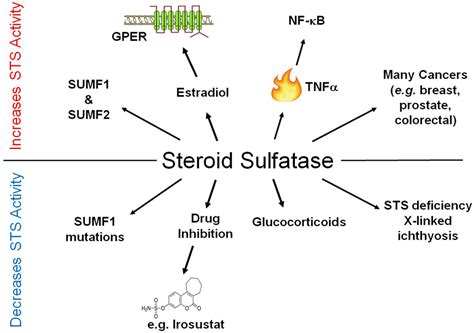 SULFATION PATHWAYS: Insights into steroid sulfation and desulfation ...