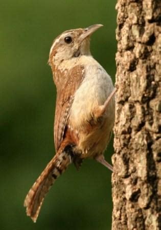 South Carolina - State Bird - Carolina Wren