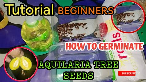 Tutorial For Beginners How to Germenate Aquilaria Tree /Aquilaria ...