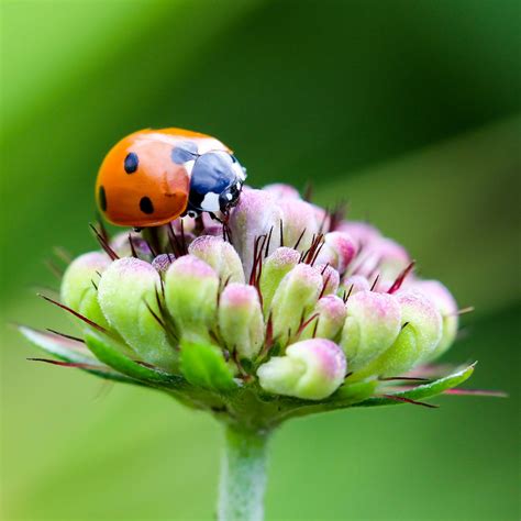 รูปภาพ : ธรรมชาติ, กลีบดอกไม้, สีเขียว, แมลง, เต่าทอง, พฤกษศาสตร์, พืช ...