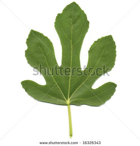 Fig Leaf Clip Art | Fig Tree Leaf Stock Photo 16326343 : Shutterstock ...