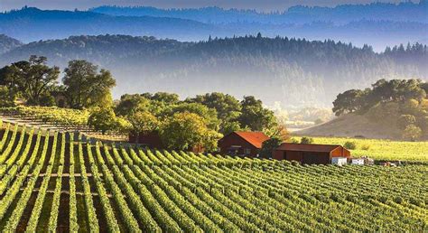 Exploring the Charm of Wine Country California