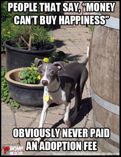 Italian Greyhound Memes - part 1 - ROMP Italian Greyhound Rescue ...