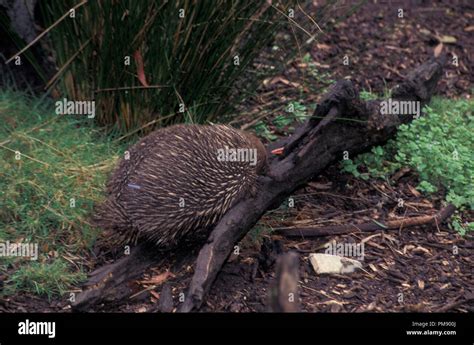 NOT 1048625 ECHIDNA OR SPINY ANTEATER Tachyglossus aculeatus Australia ...