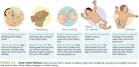 Infant Reflexes | Newborn assessment, Pediatric nursing, Nursing school ...