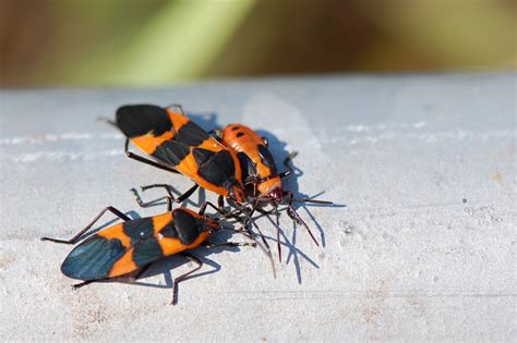 Urban Wildlife Guide: Red Milkweed Beetle