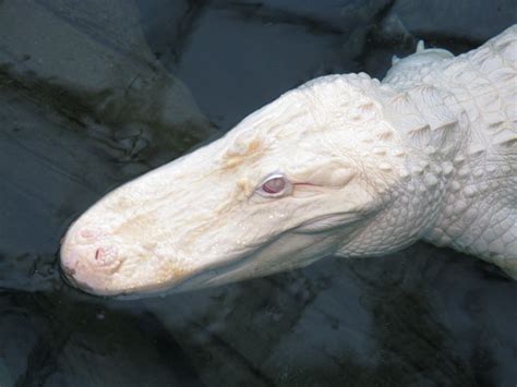 Albino Alligator | Albino animals, Albino, Animals