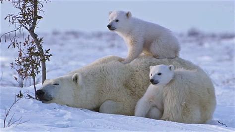 How Long Do Polar Bear Cubs Stay With Mom - Zara Anderea