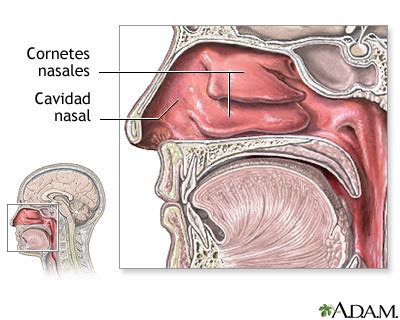 Anatomía nasal: MedlinePlus enciclopedia médica illustración