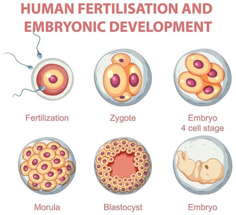 Fresh or Frozen Embryo Transfer Process Step By Step in IVF Cycle