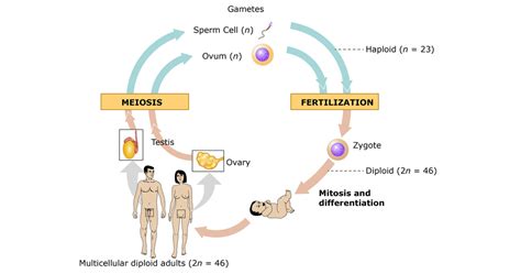 Human Reproduction Life Cycle – NBKomputer