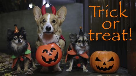 TRICK OR TREAT! - Topi the Corgi - YouTube