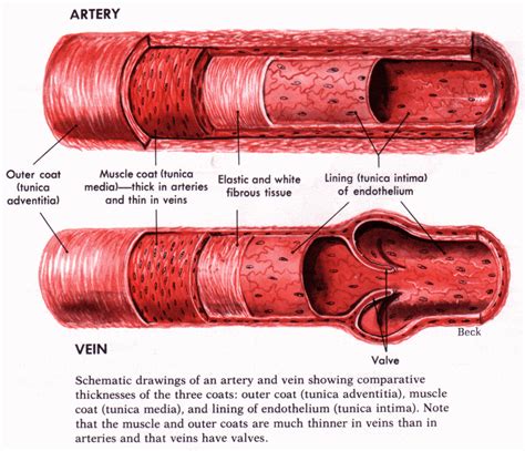 Artery And Vein Diagram