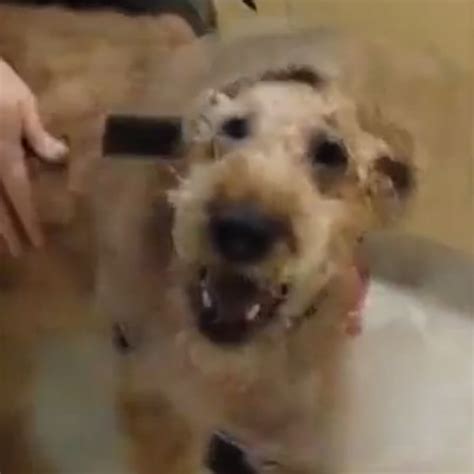 Watch This Formerly Blind Dog See His Owners for the First Time