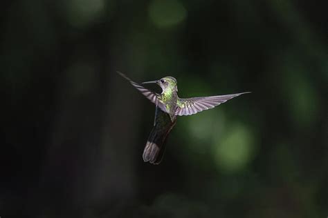 Brazilian hummingbird 3 Photograph by Sanchez PhotoArt - Fine Art America