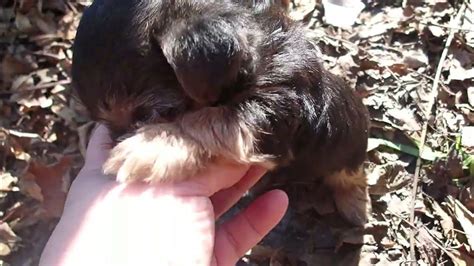 5 Week Old Yorkie Puppies Playing In The Fall Leaves With Their Teacup ...