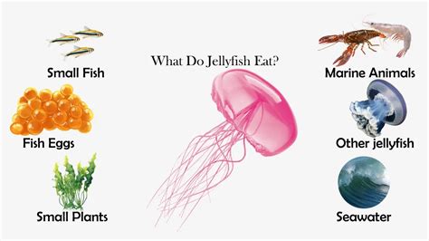 What Do Jellyfish Eat