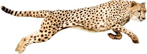 running cheetah clipart 10 free Cliparts | Download images on ...