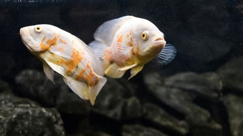 15 Best Convict Cichlid Tank Mates - FishLab