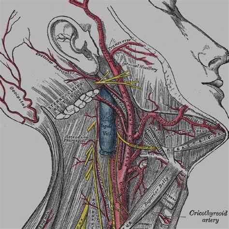 Cervical Artery Dissection - RCEMLearning India