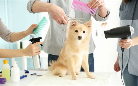 Dog Grooming and How Much It Costs | Pets Nurturing