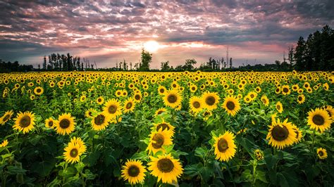 Big Sunflower Field wallpaper | nature and landscape | Wallpaper Better