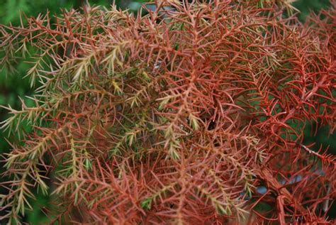 Cryptomeria Japonica 'Elegans' | Emerald Plants