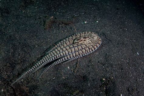 7 Fun Facts About The Majestic Mimic Octopus! - OctoNation - The ...