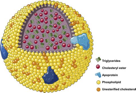 Hdl Vs Ldl Structure