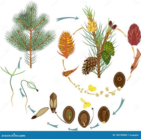 Life Cycle of Pine Tree: Reproduction of Gymnosperms Stock Vector ...